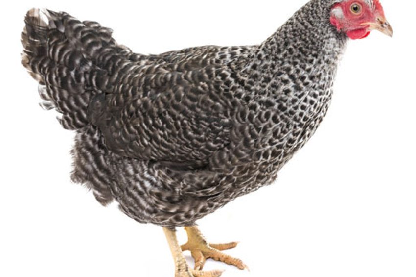 Broiler finisher