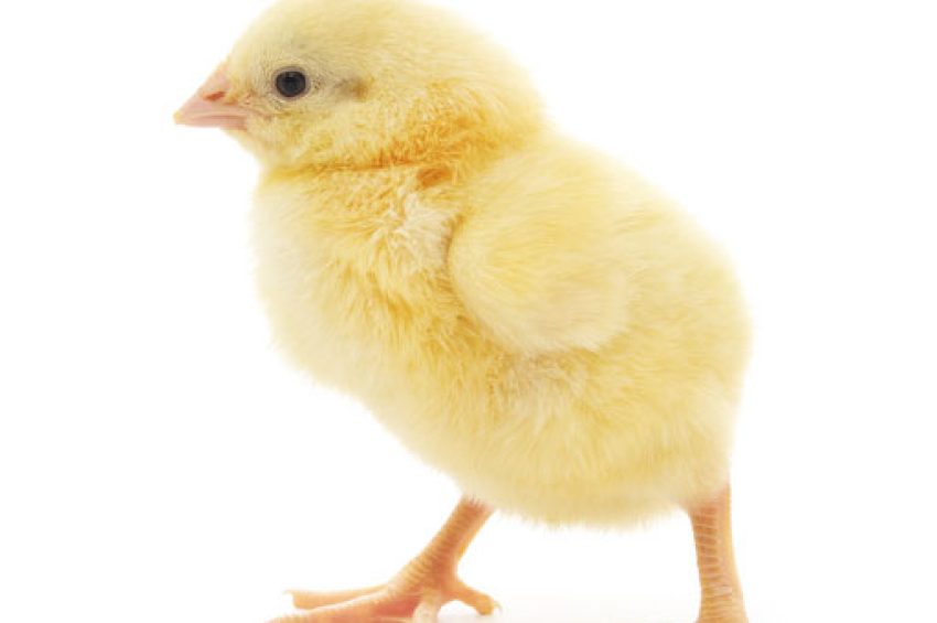 Chick starter