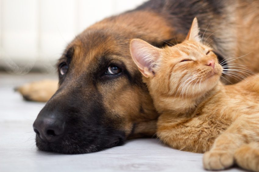 Pet Feed