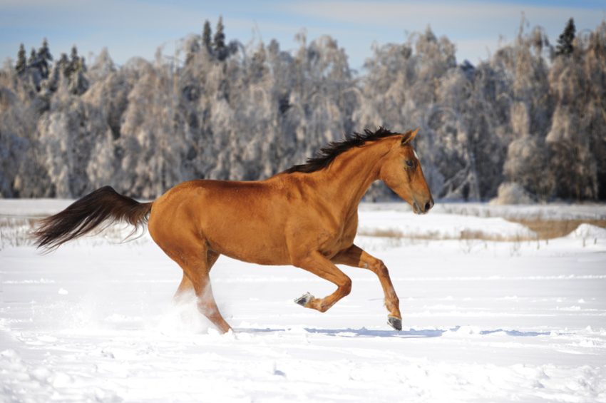 Equine Feed