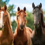 Equine Feed