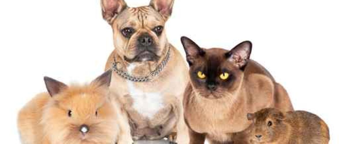 Pet Food