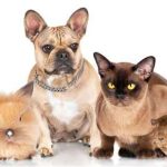 Pet Food
