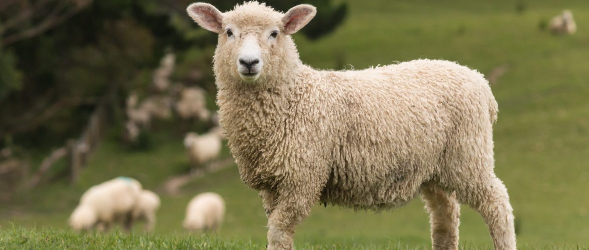 Sheep Feed