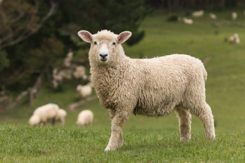 Sheep Feed